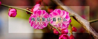 梅花象征着什么,第1图