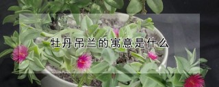 牡丹吊兰的寓意是什么,第1图