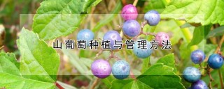 山葡萄种植与管理方法,第1图