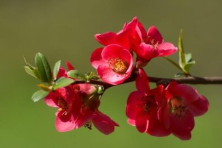 海棠花开的季节，春夏两季开放（2个月花期）,第5图