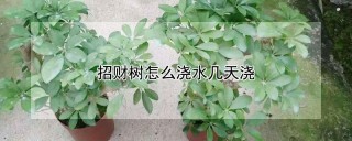 招财树怎么浇水几天浇,第1图