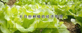 七月份种植的经济作物,第1图