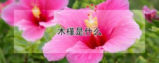 木槿是什么,第1图