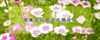 香蕉皮花肥适合哪些花,第1图