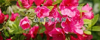 杜鹃花有几种,第1图