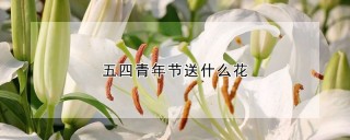 五四青年节送什么花,第1图