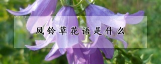 风铃草花语是什么,第1图