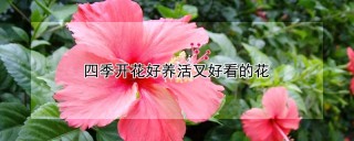 四季开花好养活又好看的花,第1图