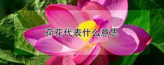 荷花代表什么意思,第1图