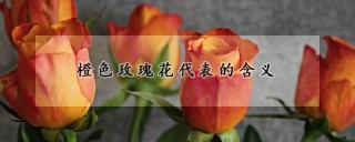 橙色玫瑰花代表的含义,第1图