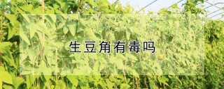 生豆角有毒吗,第1图