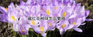 藏红花种球怎么繁殖,第1图