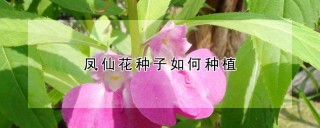 凤仙花种子如何种植,第1图