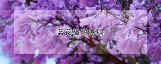 蓝花楹耐寒吗,第1图