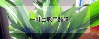 一叶兰吸甲醛吗,第1图