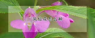 凤仙花怎么种,第1图