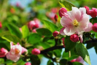 海棠花开的季节，春夏两季开放（2个月花期）,第2图