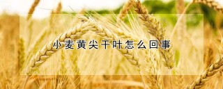 小麦黄尖干叶怎么回事,第1图