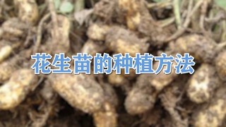 花生苗的种植方法,第1图