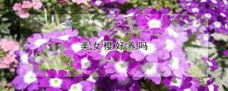 美女樱好养吗,第1图