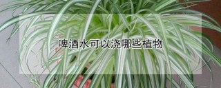 啤酒水可以浇哪些植物,第1图