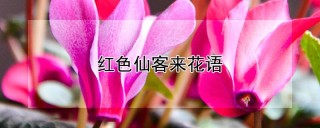 红色仙客来花语,第1图