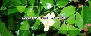 幸福树开花吗 幸福树开花什么预兆呢?,第1图