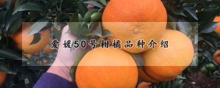 爱媛50号柑橘品种介绍,第1图