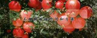 石榴树嫁接时间和方法,第1图