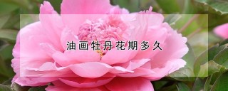 油画牡丹花期多久,第1图