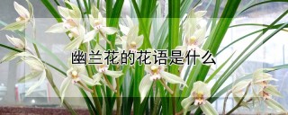 幽兰花的花语是什么,第1图