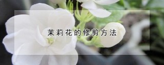 茉莉花的修剪方法,第1图