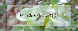 树马齿苋花怎么修剪,第1图