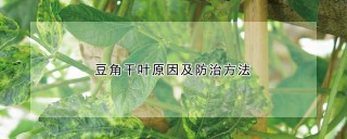 豆角干叶原因及防治方法,第1图