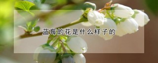 蓝莓的花是什么样子的,第1图