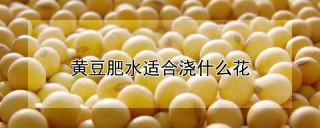 黄豆肥水适合浇什么花,第1图