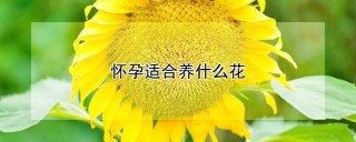 怀孕适合养什么花,第1图