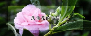 凤仙花的花语,第1图