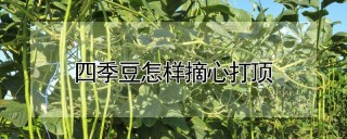 四季豆怎样摘心打顶,第1图