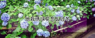 地栽绣球花怎么过冬,第1图