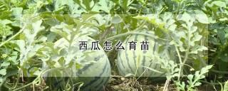 西瓜怎么育苗,第1图