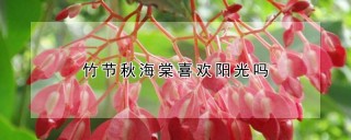 竹节秋海棠喜欢阳光吗,第1图