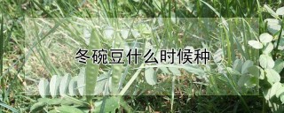 冬碗豆什么时候种,第1图