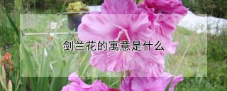 剑兰花的寓意是什么,第1图