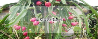 火龙果种植条件,第1图