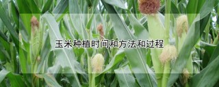 玉米种植时间和方法和过程,第1图