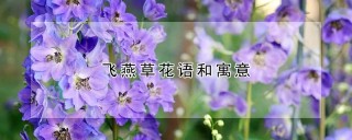 飞燕草花语和寓意,第1图