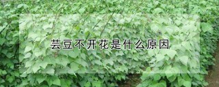 芸豆不开花是什么原因,第1图