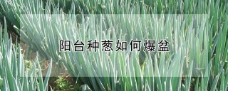 阳台种葱如何爆盆,第1图