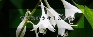 背阴的地方种什么植物,第1图